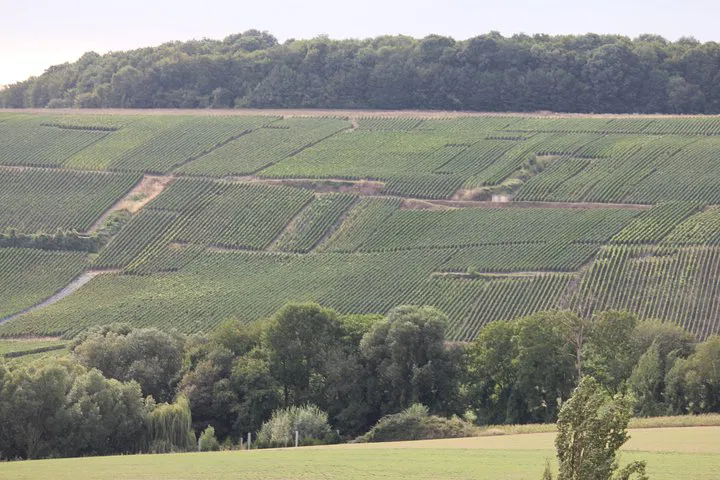 Champagne Lovers' Exclusive Multi-Tasting Tour: A Personalized Champagne Adventure