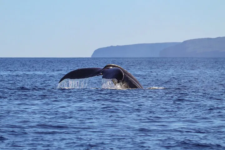 Maui's Whale Song: Luxury Catamaran Adventure!