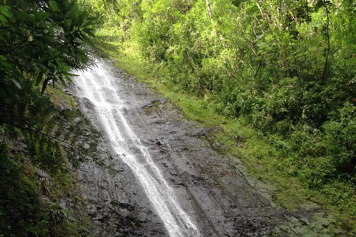 Oahu Adventure: Manoa Falls & Hanauma Bay Tour