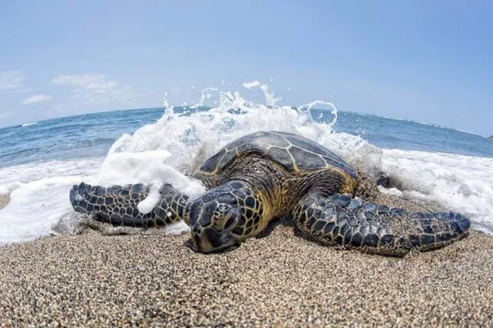 Oahu's VIP Circle Island Luxury: Unforgettable Sunset & North Shore Private Tour