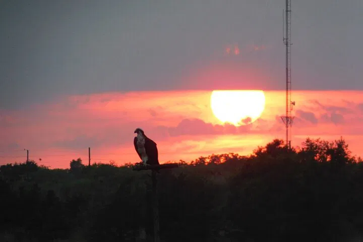 Cape May Sunset Safari Eco Cruise: Wildlife & Views