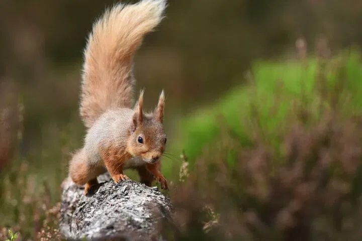 Explore Cairngorms: Scottish Highlands Adventure Awaits!