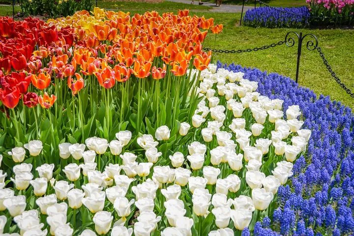 Albany Tulip Fest Day Trip from Boston