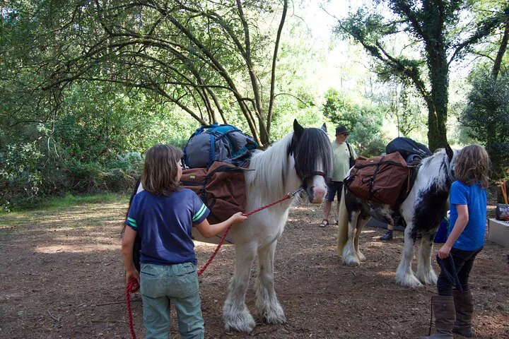 Dorset Wild Camping: Trek with Pack Ponies through Ancient Woods