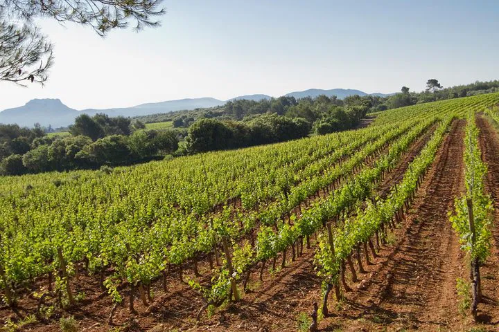 Cannes Wine Tour: Taste Provence with Picnic Lunch!
