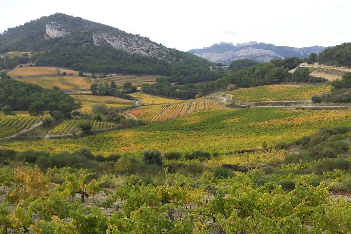 Avignon: Provence Cru Wine Tour - Taste Rhône Valley