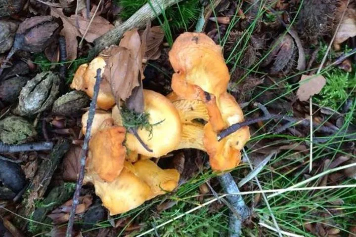 Unearth Provence's Hidden Gems: A Guided Mushroom Hunting Adventure
