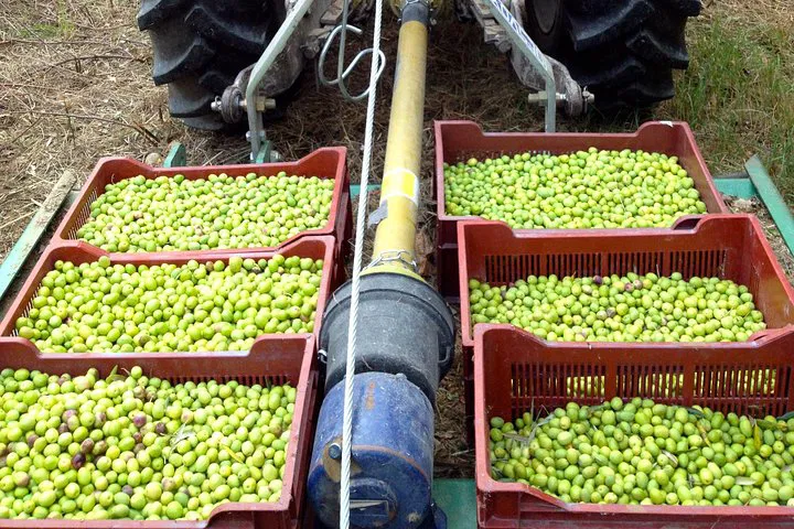 Provence Olive Harvest: A Taste of Tradition