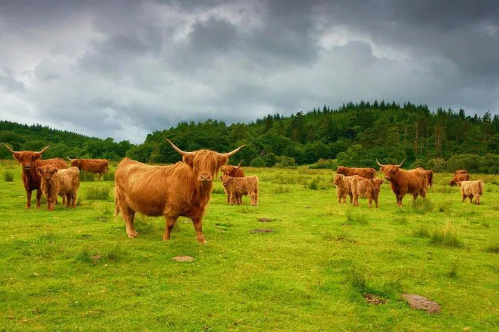 Unforgettable Scottish Highlands Private Tour: Explore at Your Pace
