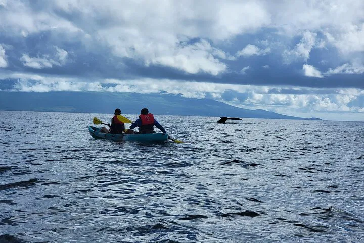Kayak with Whales: An Intimate Maui Marine Adventure