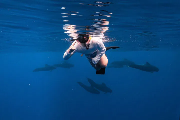Ko Olina Dolphin Tour & Scuba Dive Option