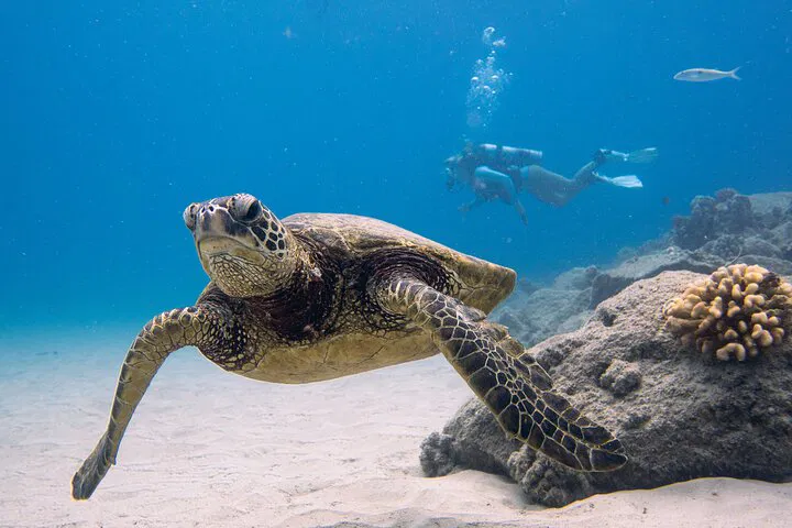 Oahu Scuba Dive at Electric Beach: Turtles & Reefs