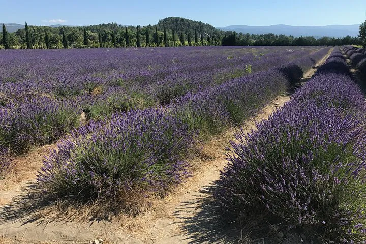 Discover Luberon's Hidden Gems: A Private Village Tour