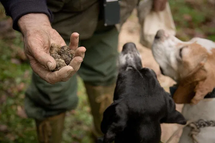 Unearth Piedmont's Treasures: Truffle Hunt & Wine Tasting Adventure