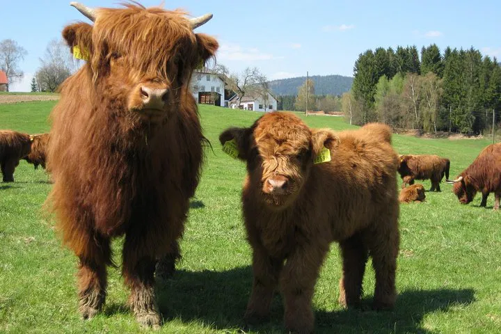 Loch Ness, Culloden & Cawdor Castle Tour from Invergordon