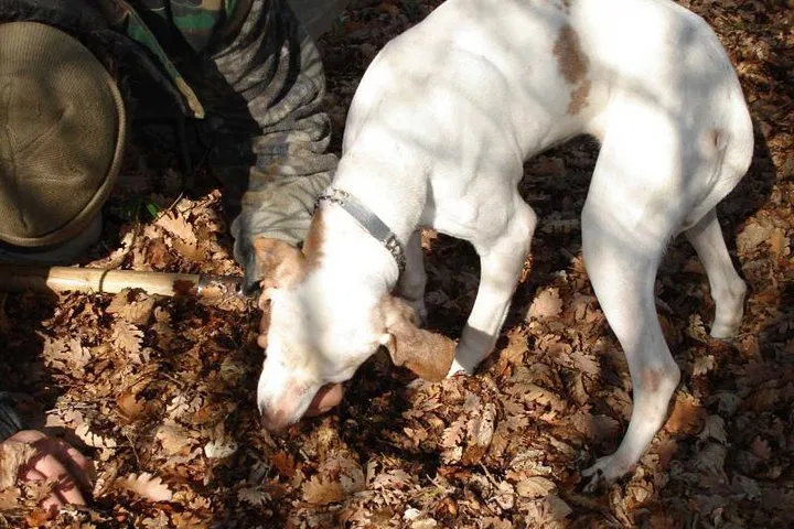 Unearth Piedmont's Treasures: La Morra Truffle Hunting Adventure