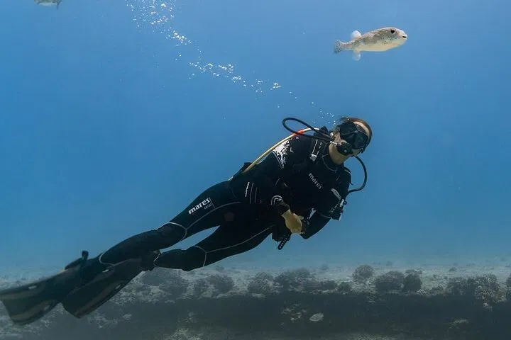 Waikiki Boat Dive: Explore Oahu's Underwater Wonders for Beginners!