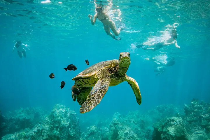 Discover Maui's Turtle Town: Snorkel, Sail & Whale Watch Adventure