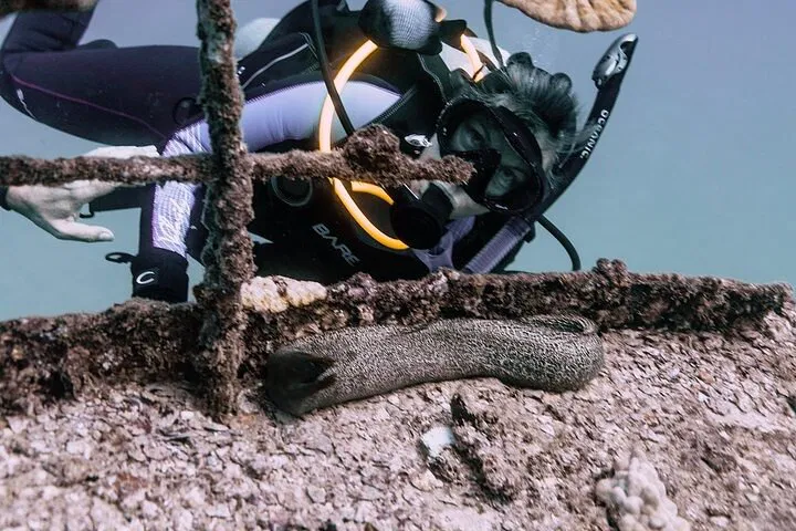 Explore Waikiki's Underwater Wonders: Wreck & Reef Dive Adventure