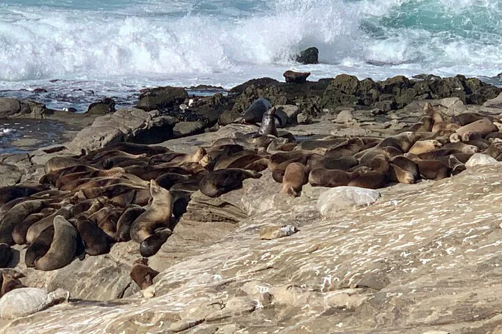 La Jolla Jig: Unleash Your Inner Explorer in a Live-Hosted Scavenger Adventure!