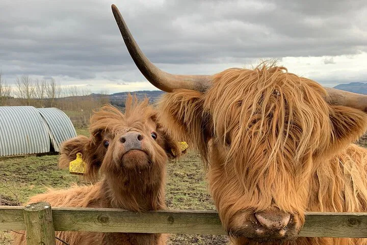 Edinburgh: Private Scottish Highlands Tour
