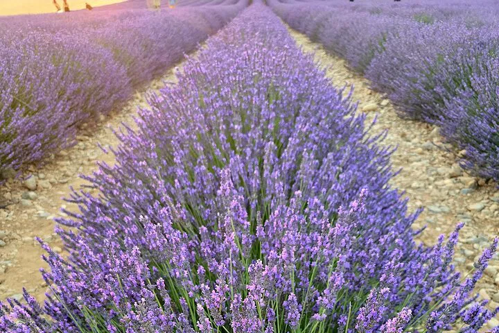 Verdon Gorge & Lavender Fields: Private Provence Tour