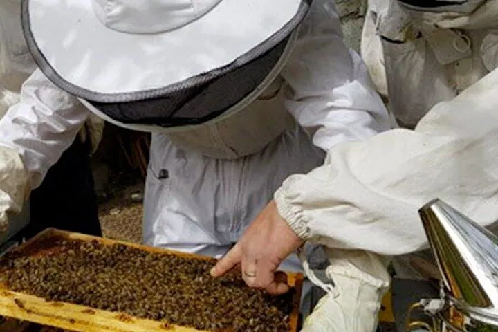 Cannes Rooftop Honey Adventure: A Sweet Discovery!