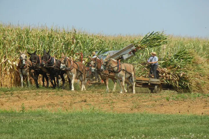 Lancaster's Amish Farmlands Tour: A Cultural Journey