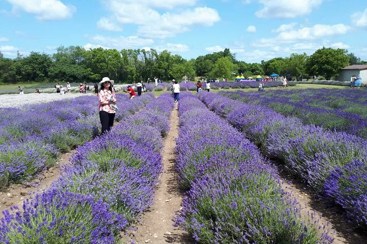Uncover Prince Edward County's Charm: A Private, Full-Day Adventure
