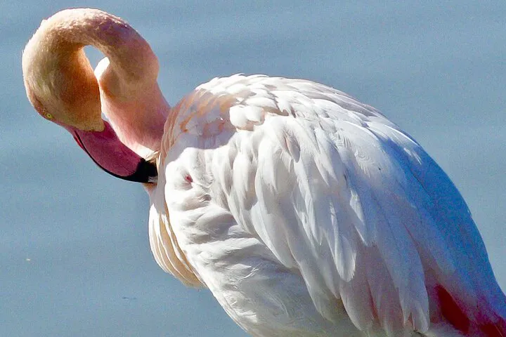 Arles & Camargue: Unveiling Provence's Treasures in a Full-Day Adventure