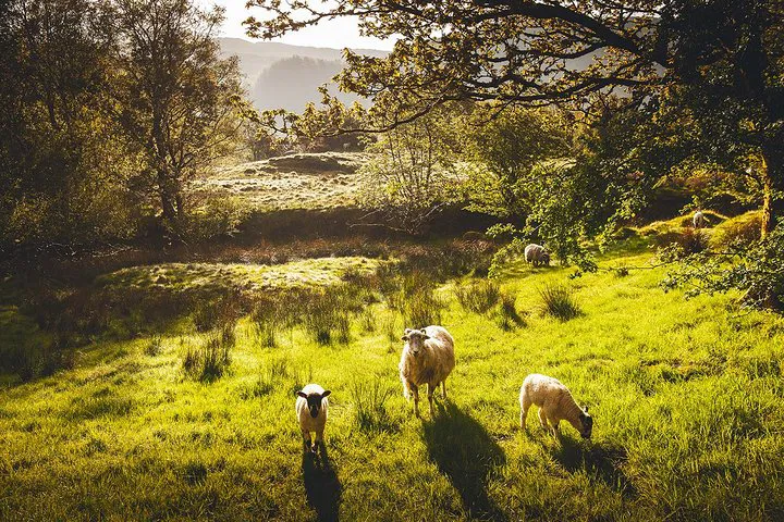 Lake District Tour from Manchester: Windermere Cruise Included