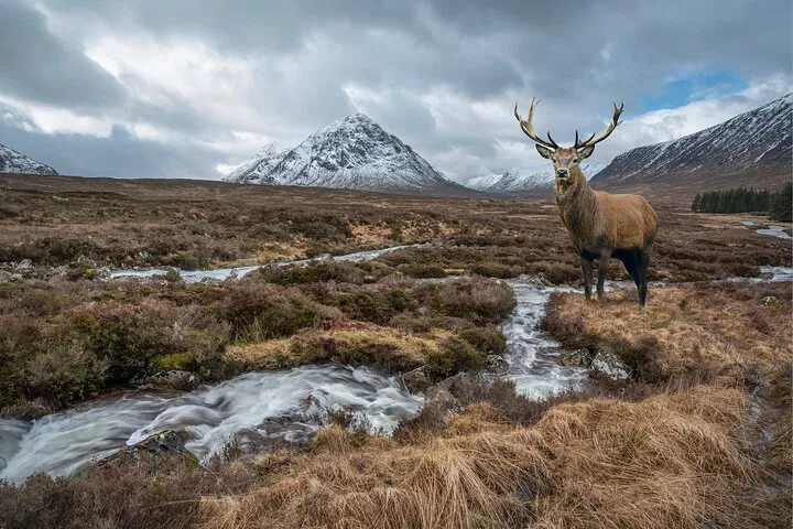 Unveiling Scotland's Beauty: A Luxurious Highland & Loch Ness Private Tour