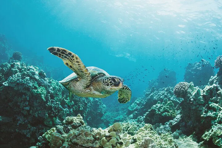 Waikiki Turtle Canyon Snorkel: VIP Adventure