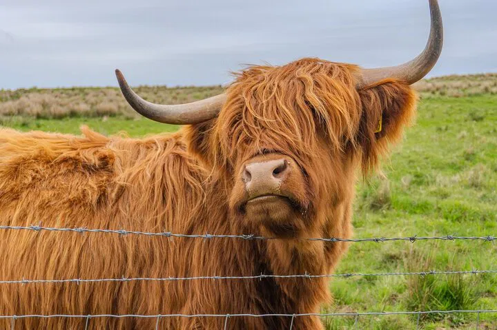 Discover Inverness: Castles, Coos & Cairngorms Adventure Awaits!