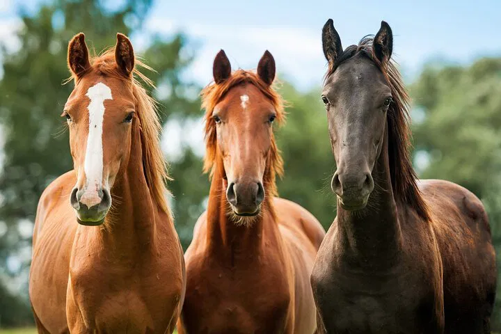Santa Barbara Wine & Horseback Adventure: A Fusion of Scenery and Sip