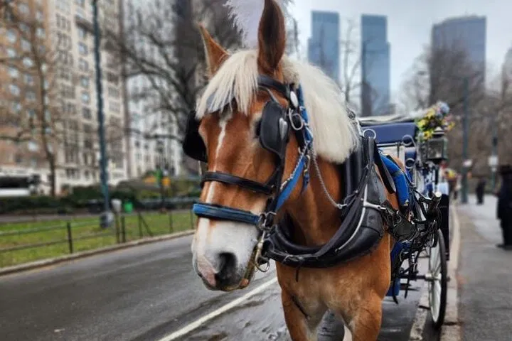 Central Park Magic: NYC Horse Carriage Tours Await!
