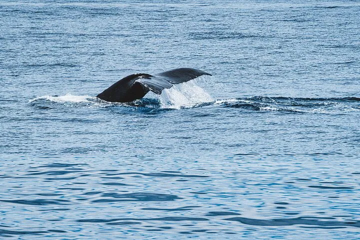 Oahu's Exclusive Whale Watch: A Personalized Ocean Adventure