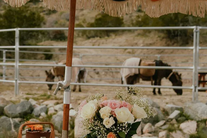 Brunch Bliss: Mingle with Mini Rescue Burros in Palm Springs!