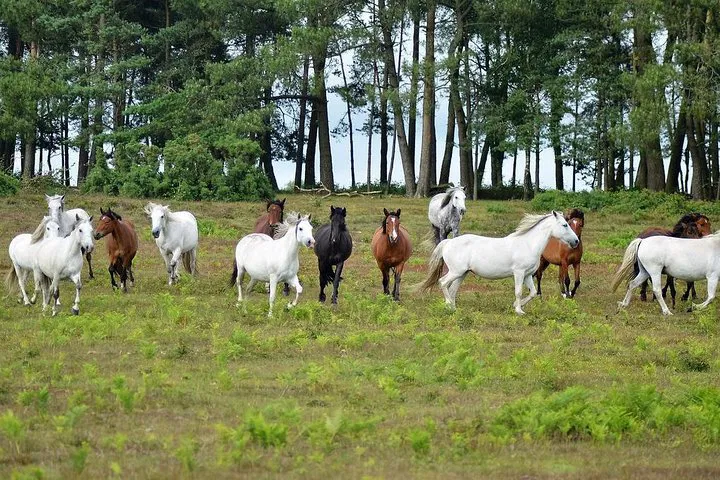 Uncover New Forest & Salisbury: A Day of History & Nature from Southampton