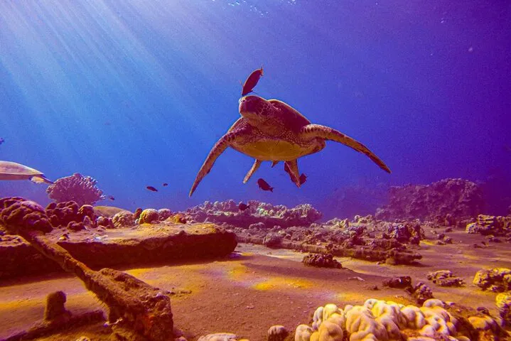 Maui Scuba Dive: Explore South Maui's Underwater World