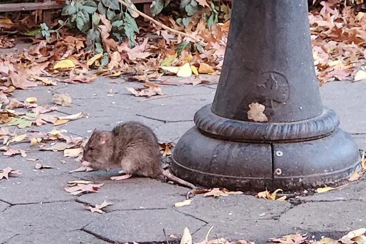 NYC's Dark Side: Garbage & Rats Walking Tour