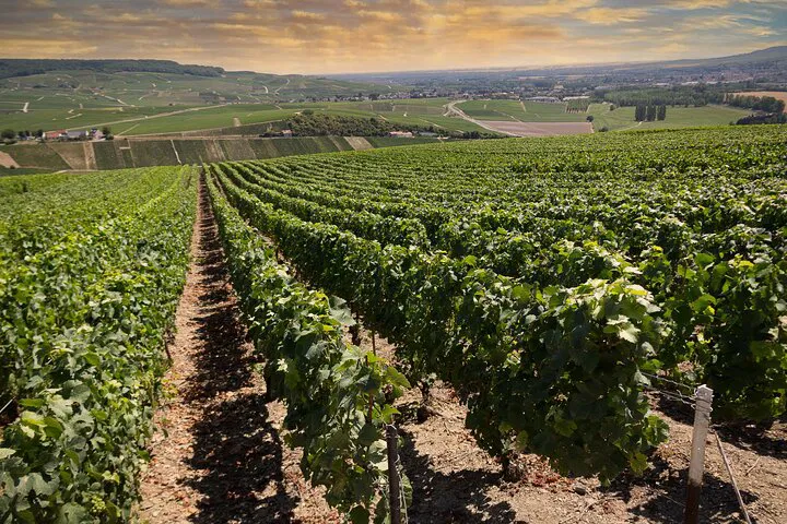 Champagne Tour from Paris: Tastings & Cellar Visit