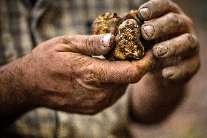 Unearth Piedmont's Treasures: Truffle Hunting in Langhe with a 3rd-Generation Expert