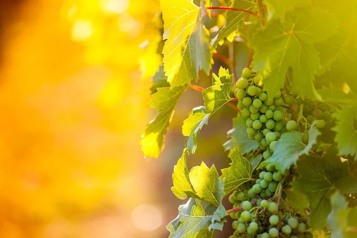 Niagara-on-the-Lake Wine Tour: Sip & See in 3 Hours