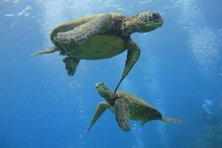 Waikiki Turtle Snorkel: Morning Adventure to Paradise!