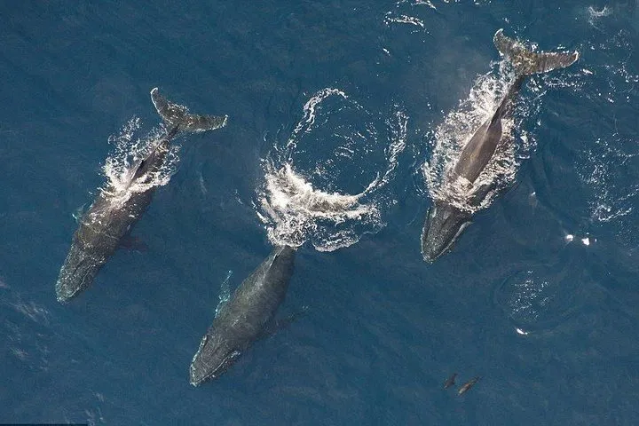 Majestic Maui: Private Whale Watching Air Tour Adventure