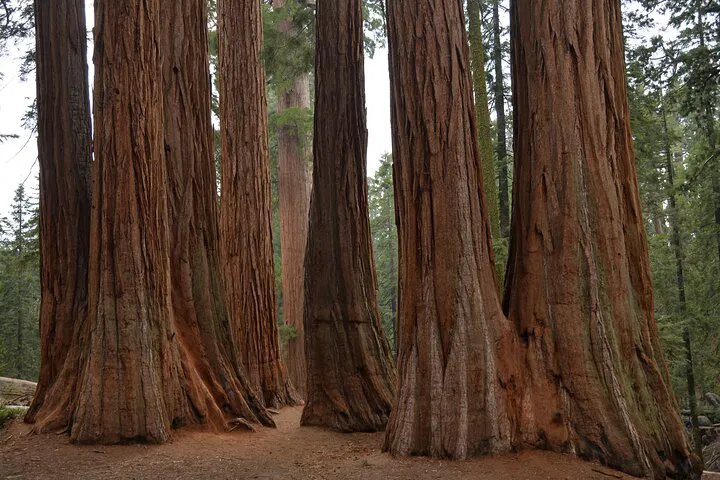 Sequoia & Kings Canyon Private Day Tour: LA's Majestic Escape