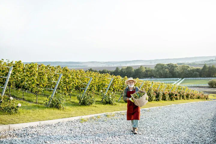 Champagne Tour: Reims Cathedral & Avenue of Bubbles