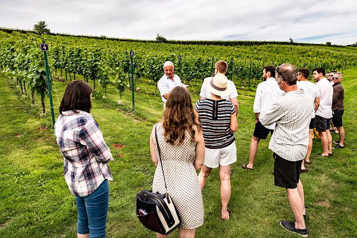 Vineyard Tour: Wine, Chocolate & Devon Cream Tea