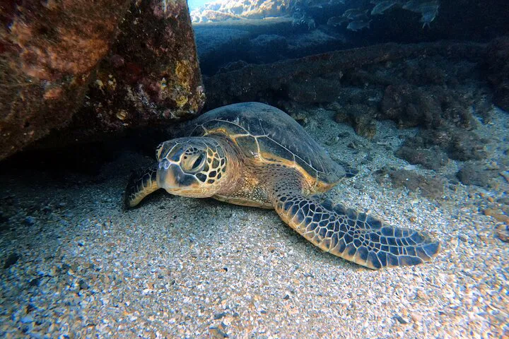 Maui Scuba Dive: Ka'anapali Coast Certified Divers